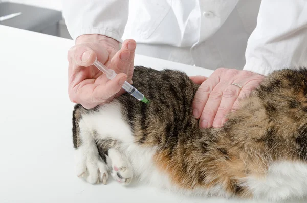 Veterinarian giving injection to cat
