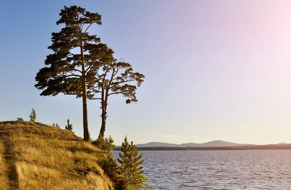 Tall spreading pine tree standing on the steep cliff at Irtyash Lake in Southern Urals, Russia