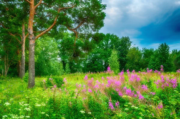 Summer forest landscape in cloudy weather - green pine trees under dramatic sky and pink willow-herb on the foreground.