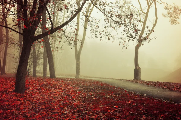 Autumn foggy alley - park autumn landscape