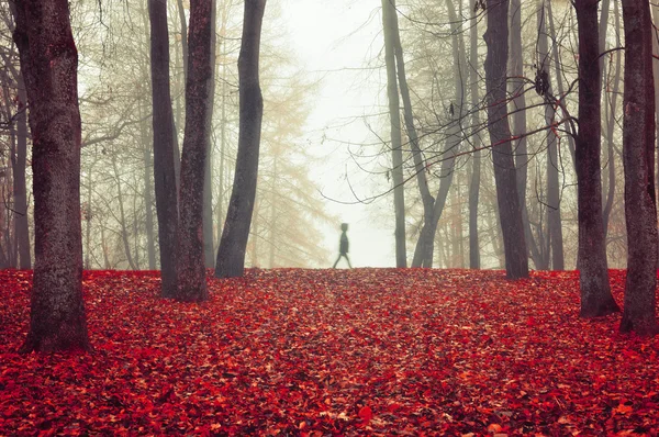 Autumn park in dense fog with ghostly silhouette- autumn landscape with autumn trees and red dry fallen leaves.