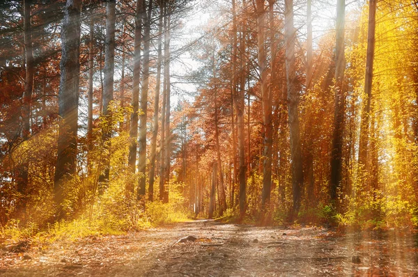 Forest sunny autumn landscape -row of autumn yellowed trees under autumn sunshine