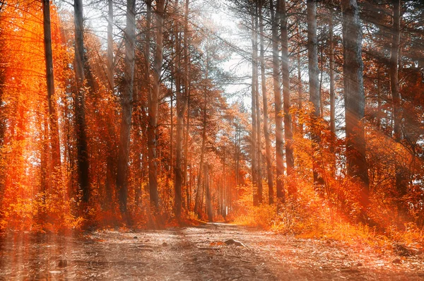 Forest sunny autumn landscape -row of autumn yellowed trees under autumn sunlight.