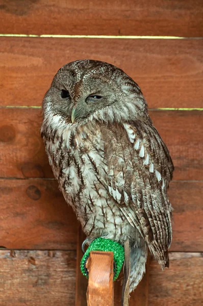 The tawny owl -in Latin Striz Aluco. Portrait of tawny owl bird in captivity.
