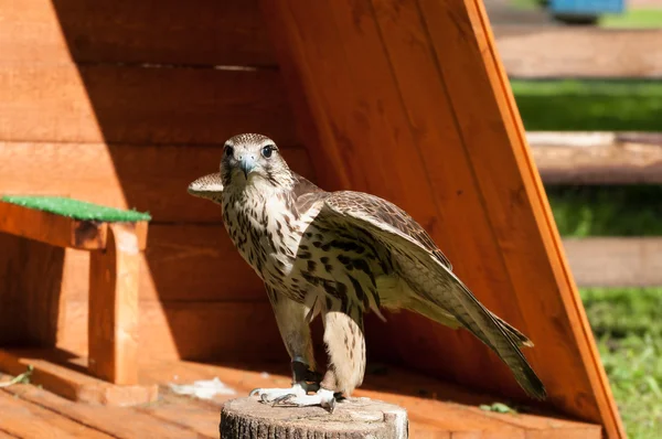 Portrait of captive saker bird sitting on a tree stump and opening the wings out.