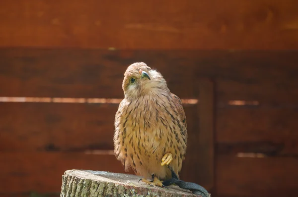 Closeup portrait of captive kestrel bird sitting on a stump with pursed foot and basking in the sun.