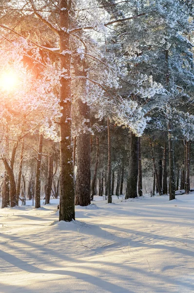 Winter forest landscape with the winter frosty trees in winter sunset - colorful winter forest view.