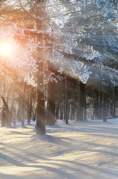 Winter forest landscape with winter frosty trees under morning sunlight- colorful winter forest view.