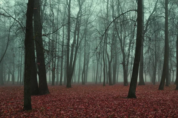 Autumn park in foggy weather - mysterious autumn landscape