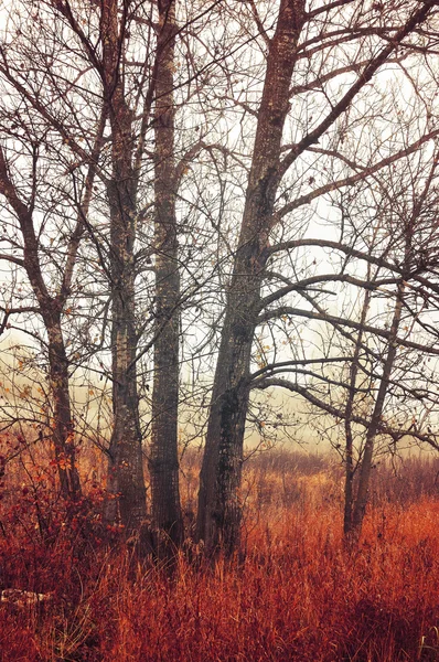 Autumn forest landscape - trees in misty weather