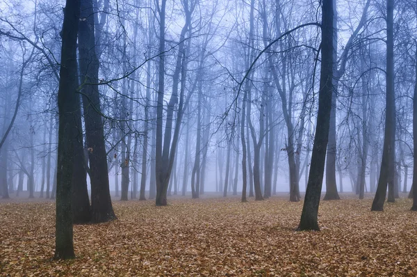 Autumn park in misty weather - autumn landscape