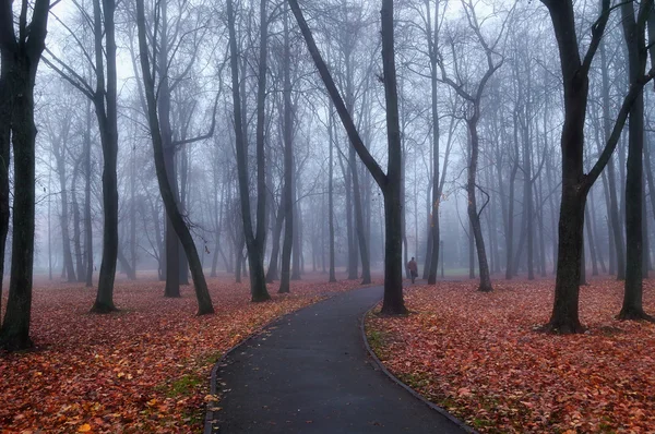 Autumn foggy park alley  - mysterious autumn landscape