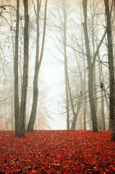 Autumn park in foggy weather - autumn colored landscape