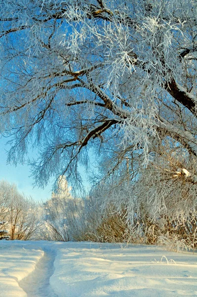 Winter landscape - frosty trees in cold sunny weather