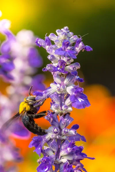 Carpenter Bee flying in garden.