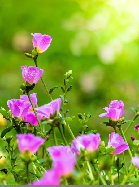 Portulaca grandiflora (Moss-rose Purslane or Moss-rose), Family