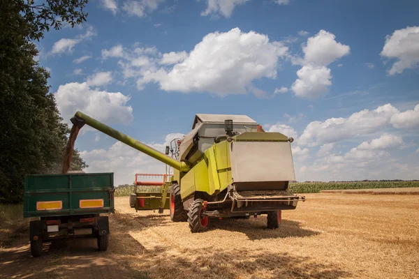 Combine harvesting wheat and unloading grains into tractor trailer