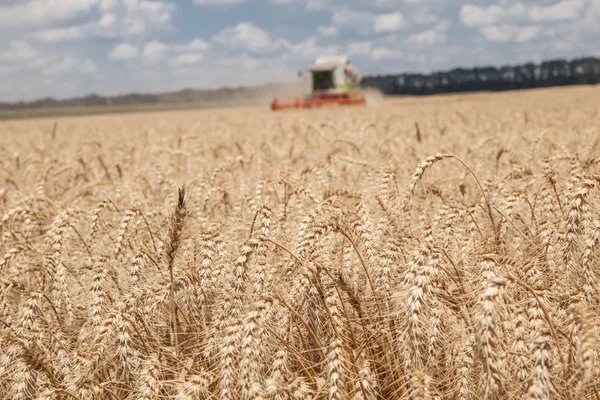Close-up ears of wheat at field and harvesting machine on background