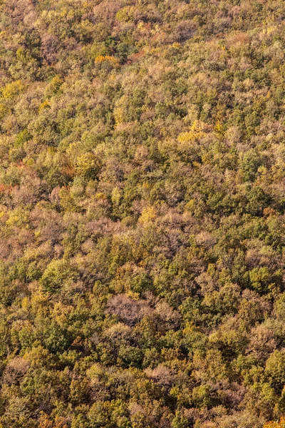 Forest seen from above. Background