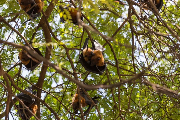 Flying foxes hanging on trees.