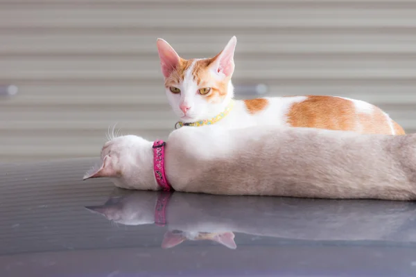 One cat lying down and one cat sitting on the car roof in the ga