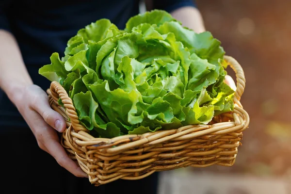 Hands holding basket with organic butter lettuce