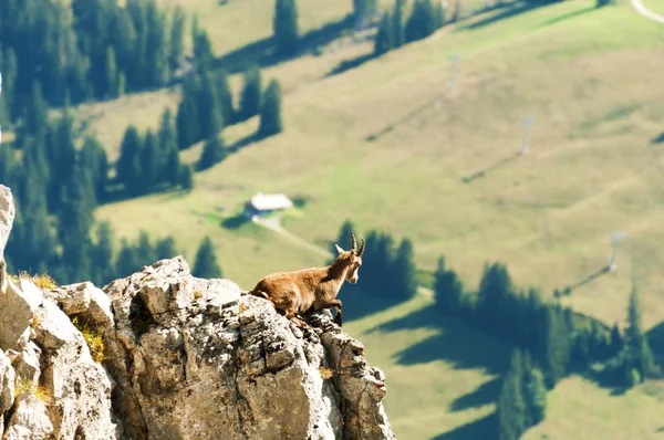 Wild mountain goat rests on a cliff in the Alps , Switzerland