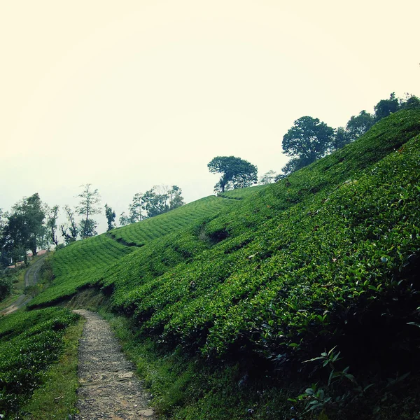 Darjeeling tea plantation. Vintage filter photo.
