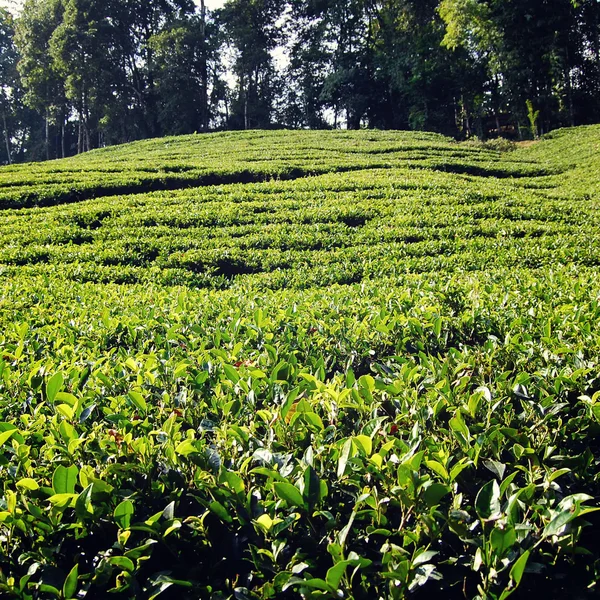 Darjeeling tea plantation. Vintage filter photo.