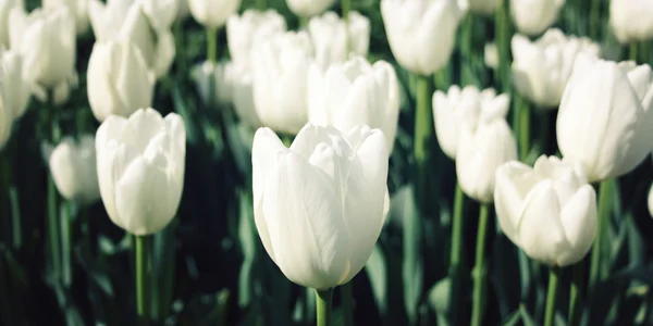 White tulips in the garden. Aged photo. Macro.
