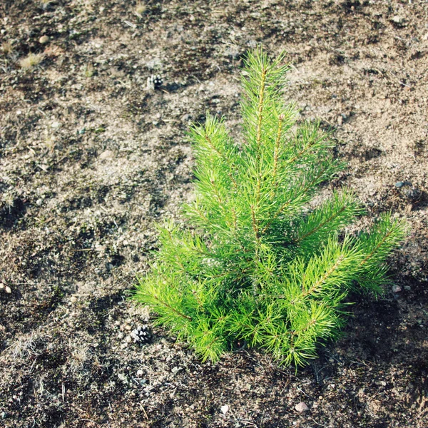 Small pine tree. Evergreen plant sapling.