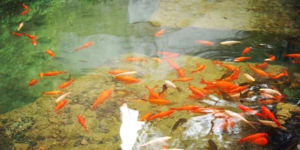 Artificial pond with goldfishes for relaxation - toned photo.