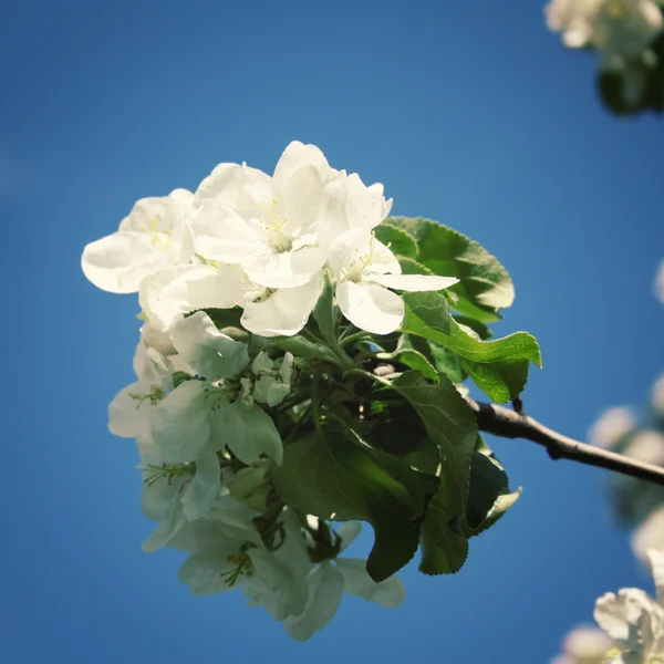 Blossom branch of apple tree on a blue background. Retro photo.
