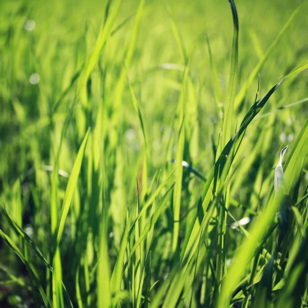 Spring Grass on the field. Closeup. Vintage photo.
