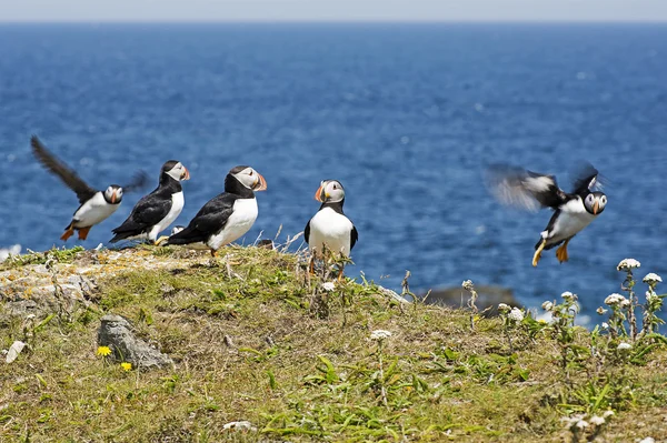 Puffin seabirds in the North Atlantic Ocean