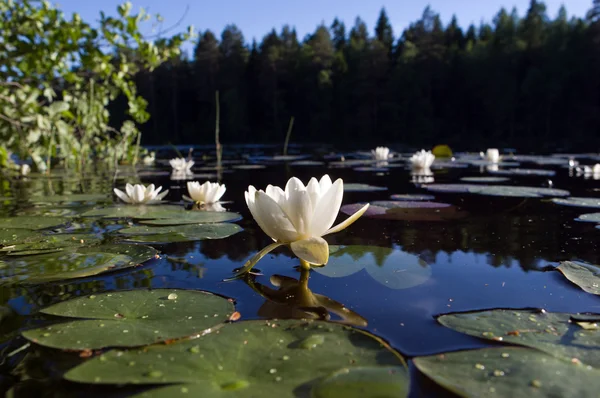 White lilies on the surface of blue water of the lake