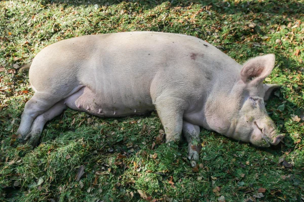 Large pig sleeping on the ground on a sunny day