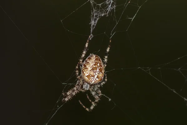 A large spider on a web in the forest in summer