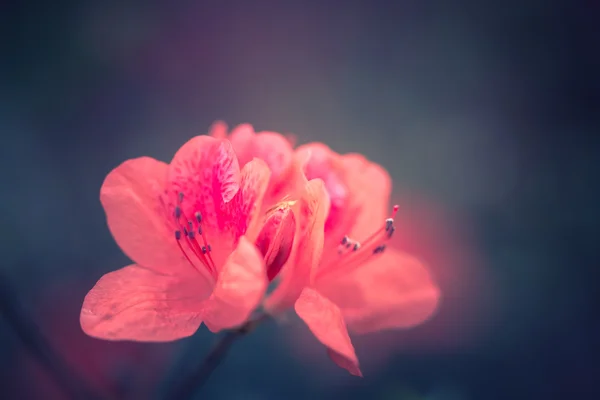 Soft focus shot of beautiful flowers with vintage color tone