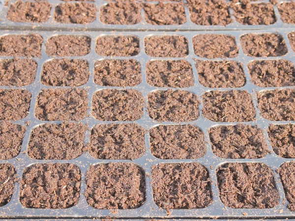 Cultivation tray with wet peat moss