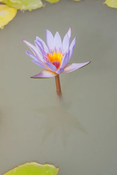 Purple lotus bloom