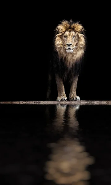 Beautiful lion in darkness