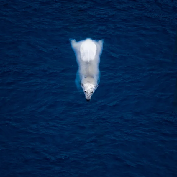 White bear in blue water