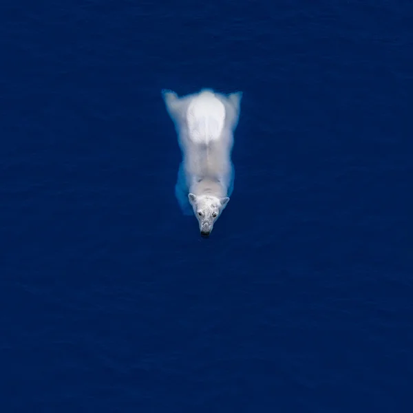 White bear in blue water