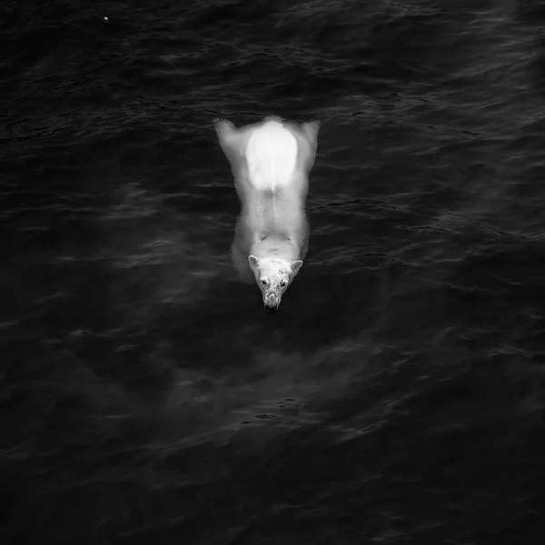 White bear in water