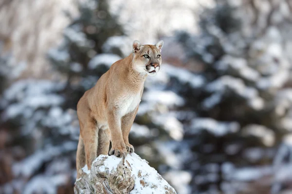 Cougar, mountain lion, puma, panther