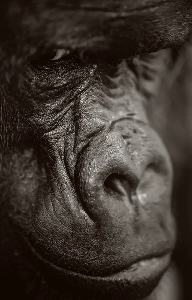 Portrait of Silverback Gorilla