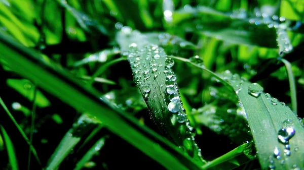 Water droplets on the grass