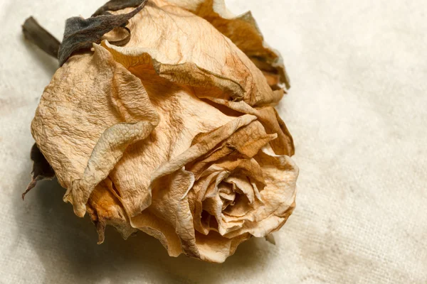 Vintage key and a dried rose