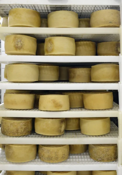 Cheese waiting to mature